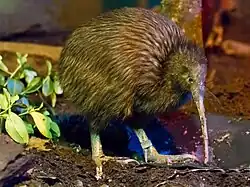 North Island brown kiwi