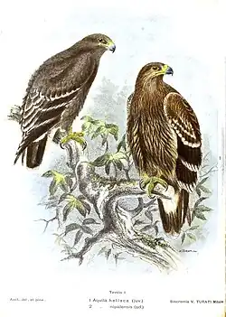 Illustration of Aquila nipalensis and A. heliaca by Vittorio Turati printed using the Sincromio process