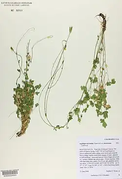 Flowering specimen of Aquilegia micrantha var. mancosana