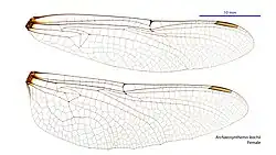 Female wings