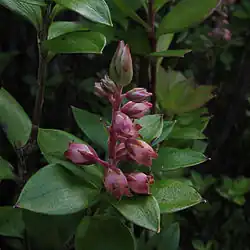Archeria racemosa (Archerieae)