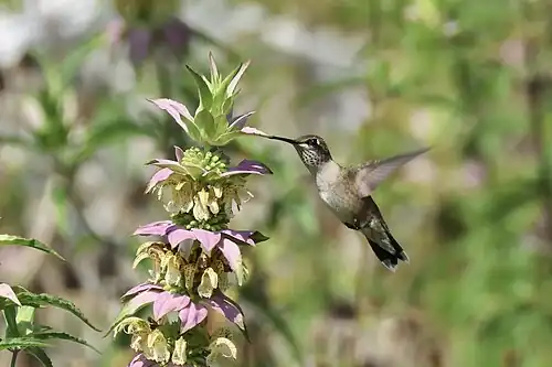 Ruby-throated hummingbird feeding from M. punctata