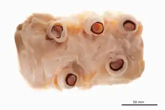 #14 (5/11/1855), Arm fragment of the Architeuthis dux holotype (see also detail of one of the suckers)