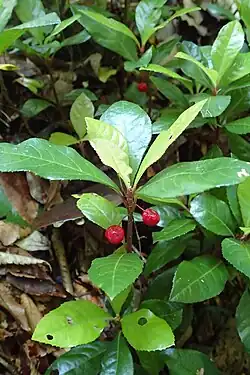 Ardisia japonica