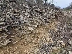 Outcrop of Argentine Limestone, Wyandotte Formation, near Shawnee Mission Lake, Johnson County, Kansas.
