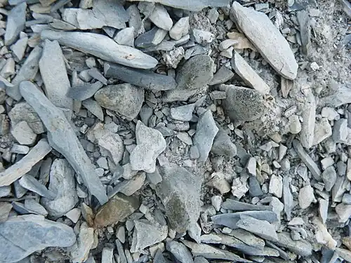 Plant growing in Rayones, Nuevo León under limestone.