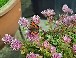 Aglais urticae on a potted P. spurius. The stonecrop's flowers are attractive to butterflies.