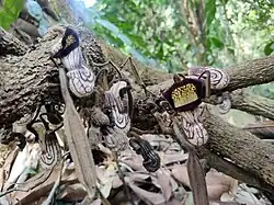 Aristolochia cathcartii