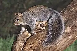 Brown squirrel