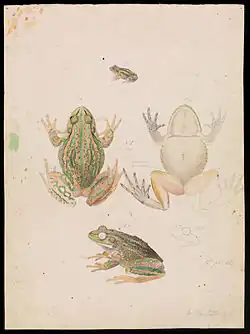 Litoria raniformis
