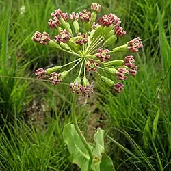 Long pedicels of clasping milkweed with a single peduncle