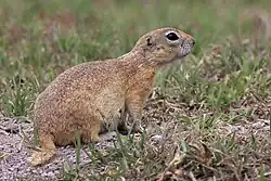 Brown squirrel