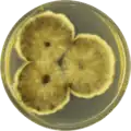 Aspergillus brunneoviolaceus growing on CYA plate