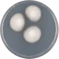 Aspergillus implicatus growing on CYA plate