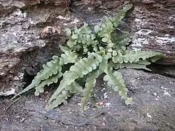 A cluster of narrow, long-triangular fern fronds, lobed with an extended tip