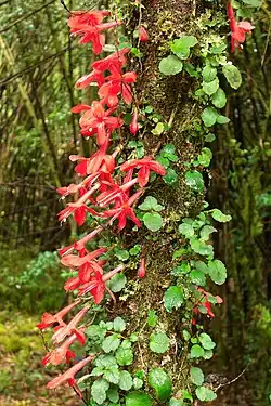 Asteranthera ovata , (Cav.) Hanst. in the Puyehue National Park