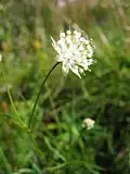 Astrantia minor (umbel)