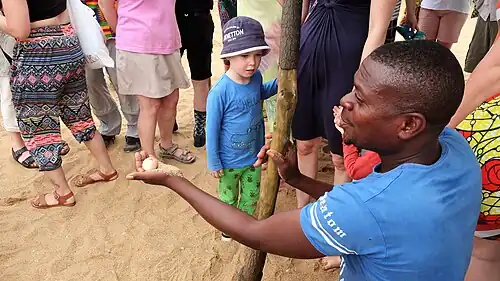 At the Turtle Station in Grand-Popo.