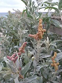 The male flower during anthesis.
