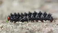 Caterpillar