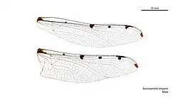 Male wings