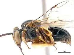 Austroplebeia cassiae drone. Scale bars = 1&nbsp;mm