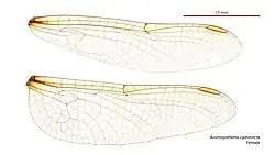 Female Austrosynthemis cyanitincta wings