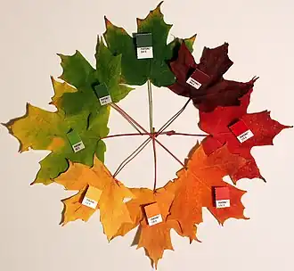 Seasonal leaf color change