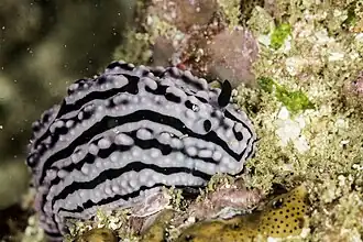 Phyllidiella meandrina