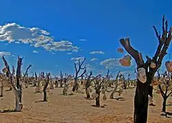 The Stone Garden in Sirjan