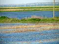An agricultural field being flooded