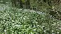 Bank of wild garlic by the Angidy near Fedw Wood.