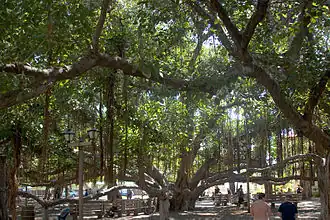 Central trunk of the banyan tree beneath the canopy