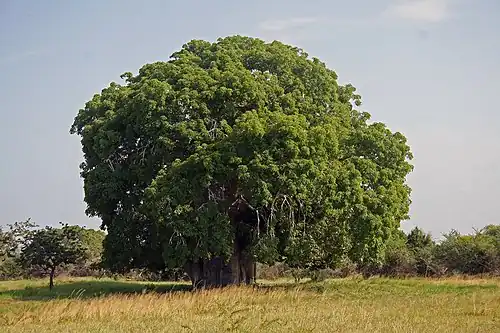 Image 11 Baobab Photograph: Muhammad Mahdi Karim Adansonia digitata is a sub-Saharan African species of baobab tree. The genus, scientifically known as Adansonia, consists of nine species native to Madagascar, Africa, Arabia and Australia, and can reach heights of 5 to 30 m (16 to 98 ft) with trunk diameters of 7 to 11 m (23 to 36 ft). More selected pictures