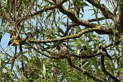 A group of juvenile swallow resting in a tree.