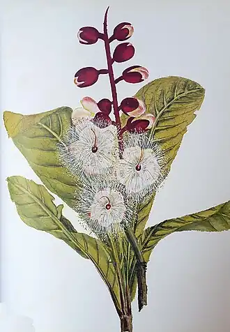 Barringtonia racemosa