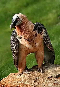 Bearded vulture Conservation