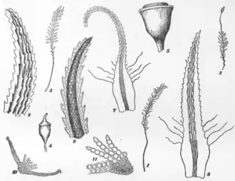 1 = Plant dry, 2 = Moist plant, with capsule, 3 = Moist plant, without capsule, 4 = Capsule with calyptra, 5 = Mature capsule without operculum, 6 = Leaf showing hairs at margin and lamellae on upper side, 7 = Leaf showing narrower blade and more curved tip, 8 = Leaf tip, upper side, showing lamellae, 9 = Underside of leaf tip,10 = Cross section of leaf, 11 = Cross section of a few lamellae (Frye, 1910)