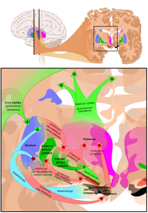 Basal ganglia circuits