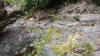 Dike below Puray Falls in Rodriguez, Rizal Philippines intruding pinkish-brown trachyte