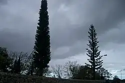 Two GSM mobile phone base station towers disguised as trees in Dublin, Ireland.