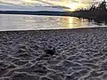 Duck on the beach at Lac Saint-Bernard at sunset
