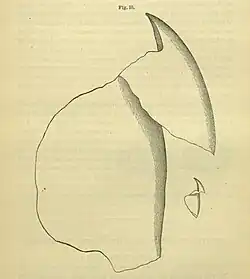 #26 (≤1873) Upper beak extracted from a sperm whale stomach, from Packard (1873:93, fig. 10). A. E. Verrill considered the illustration inaccurate and published his own version. The much smaller beak (drawn to scale), possibly from the same whale, may belong to Gonatus fabricii, as suggested by Steenstrup.[302]