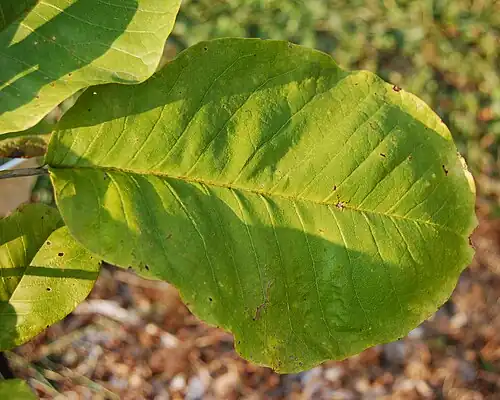 A single leaf on the above sapling