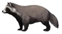 Nyctereutes donnezani