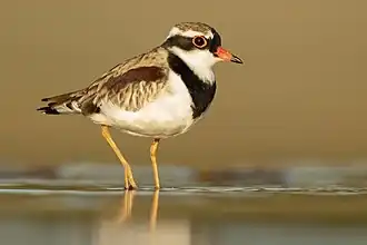 Black-fronted dotterel (C. melanops)