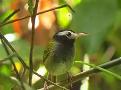 Philippine stamp depicting a songbird with a black head, greenish-yellow body, and white markings on the face