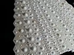 Test of black sea urchin, showing tubercles and ambulacral plates (on right)