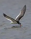 Black skimmer