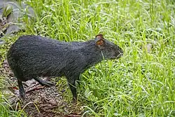 Black agouti